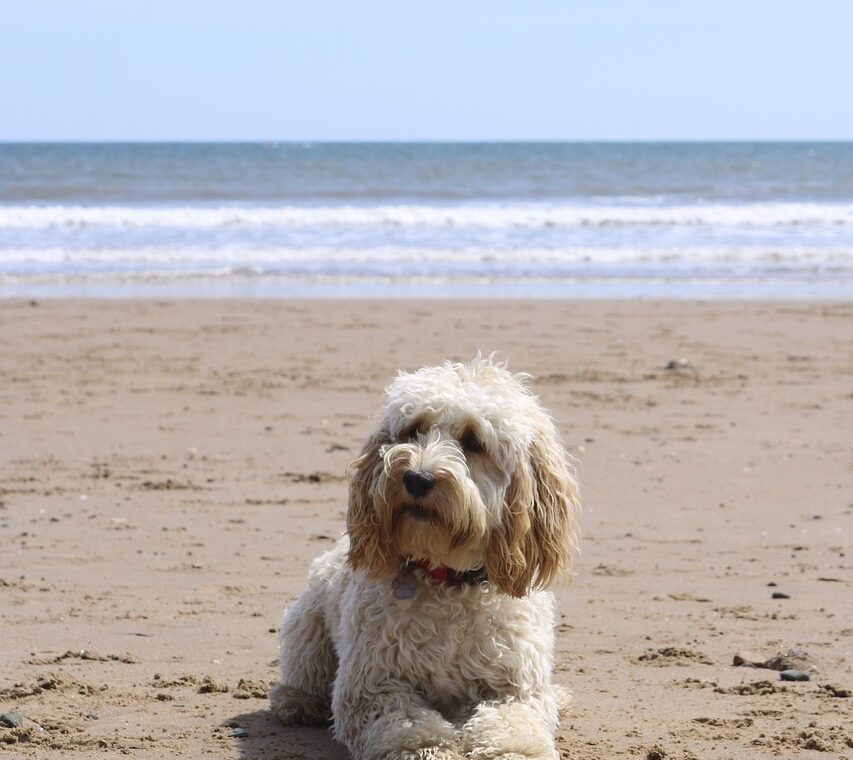 Dog sitting at the beach