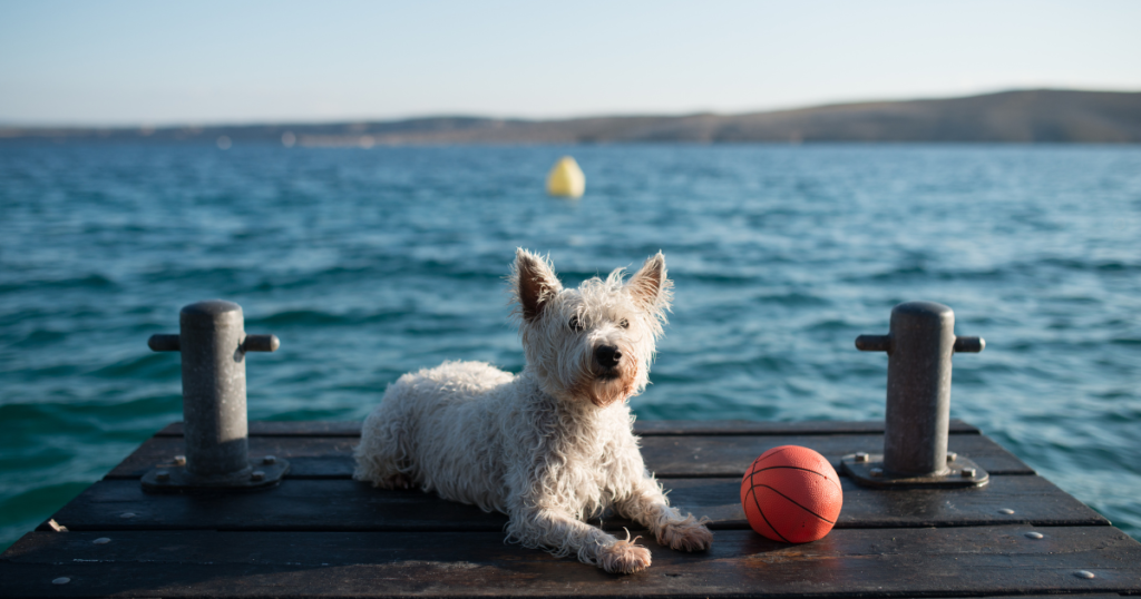 cheap dog-friendly holidays - beach