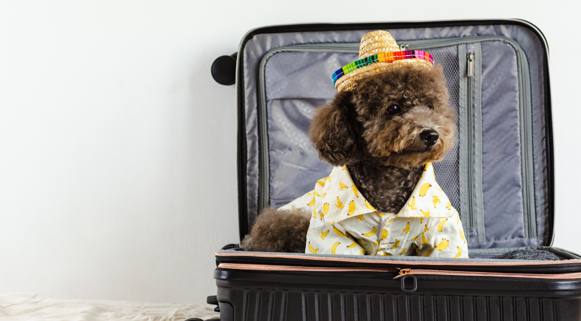 dog-friendly vacation rentals