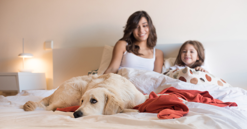 dog-friendly vacation rentals - bed