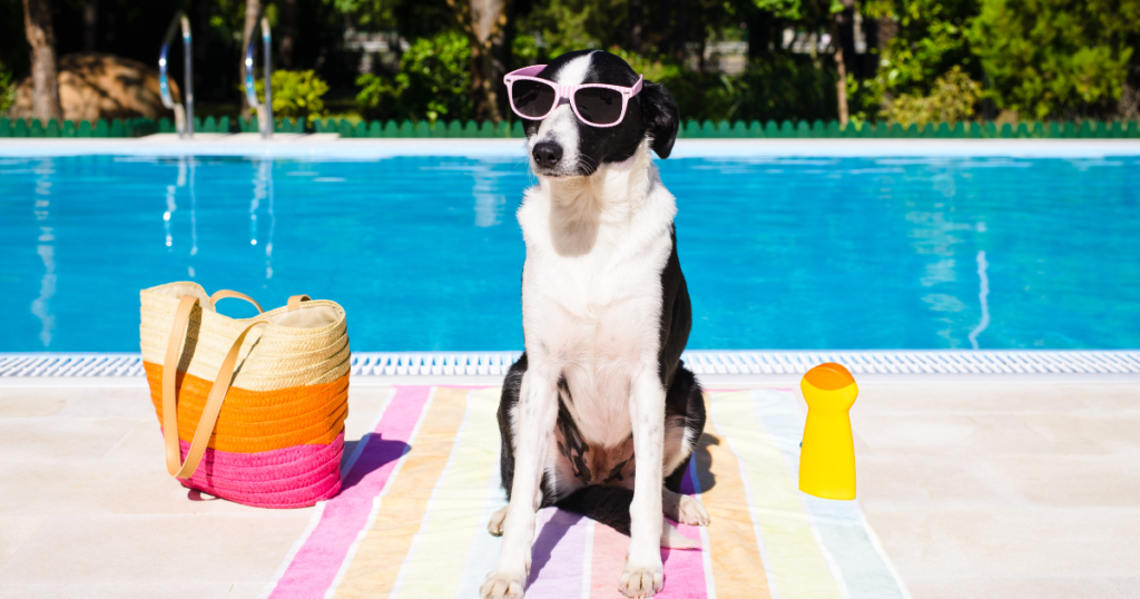 pet-friendly vacation homes with pools - dog pose