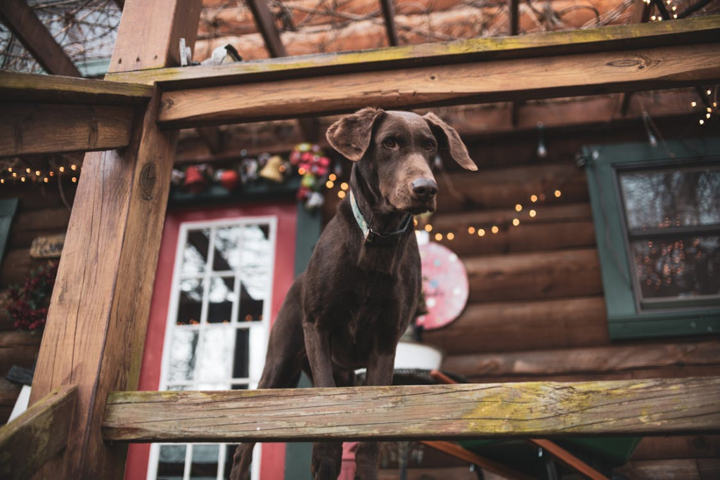 pet-friendly lodges - brown dog