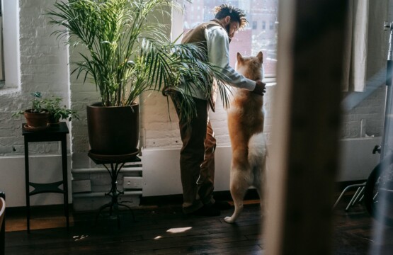 Rental Properties Pet-Friendly in Tight Markets: How to Stand Out as a Renter This 2025