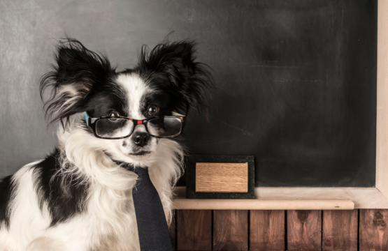 How Teachers Can Find Affordable Pet-Friendly Rental Property